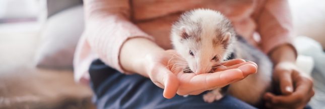 vétérinaire NAC, nouveaux animaux de compagnie