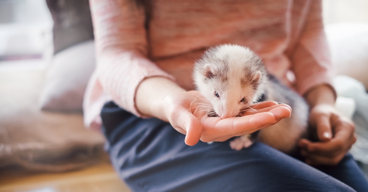 Les Nouveaux Animaux de Compagnie (NAC) : Comment en prendre soin