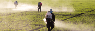 Trois pesticides dangereux interdits en Thaïlande Trois pesticides dangereux interdits en Thaïlande