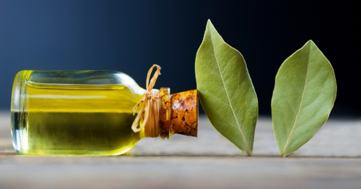 L'huile essentielle de laurier noble, alliée santé L'huile essentielle de laurier noble, alliée santé