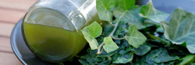 Fabriquer une lessive au lierre