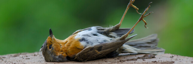 Mortalité des oiseaux : qui les tue par milliards ?