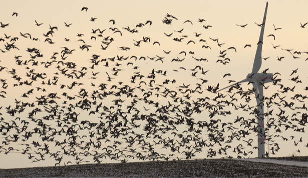 mortalité des oiseaux