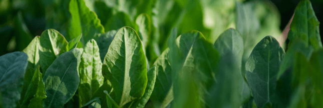 Plantes aromatiques – Comment faire pousser de l’oseille