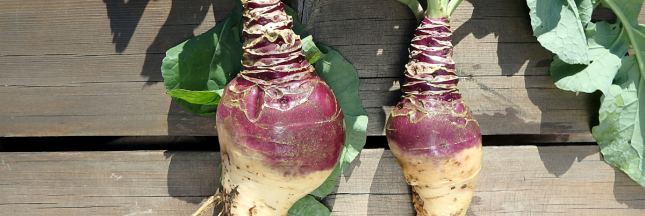 rutabaga recette légume