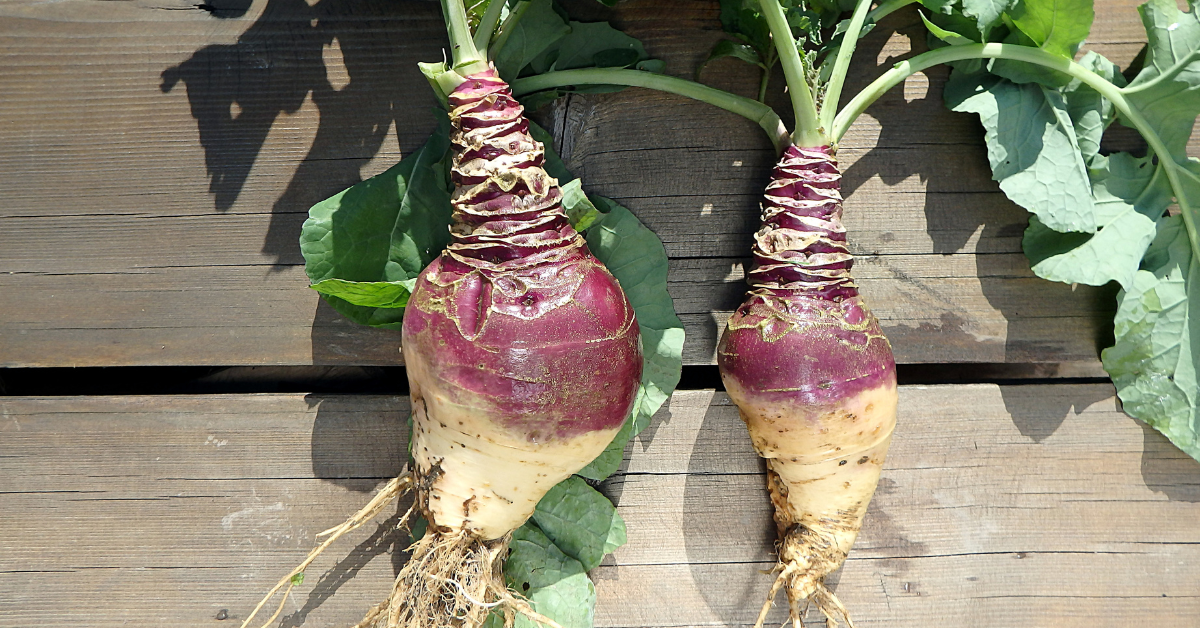 Légumes oubliés : plaidoyer pour le rutabaga