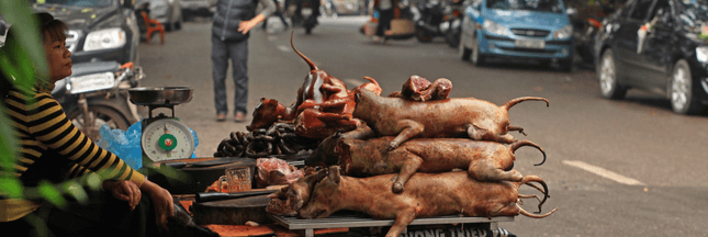 Pénurie de cochons en Chine : la viande de chien est de retour