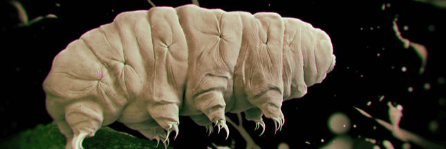 Zoom sur le Tardigrade, un animal petit mais costaud !