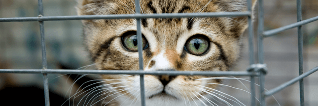 11 animaux domestiques abandonnés toutes les heures : le Parlement veut agir