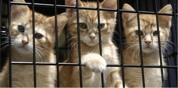 bien s'occuper d'un chat écoresponsable, chat écoresponsable