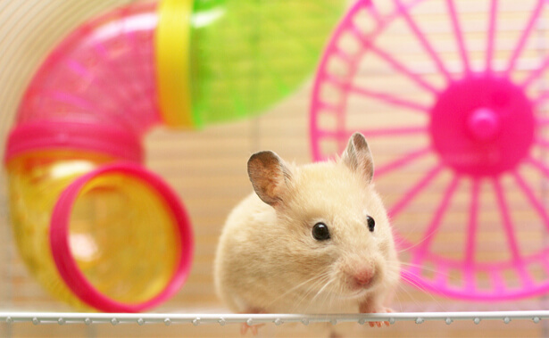 adopter un hamster