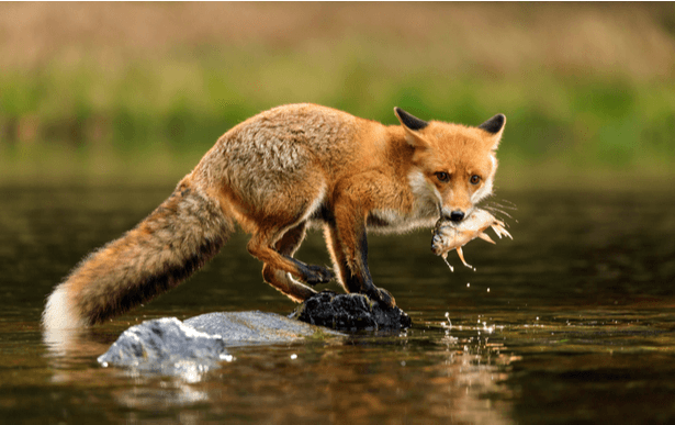 chasse renard