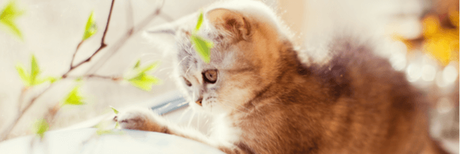 8 réflexes écologiques à adopter avec son chat