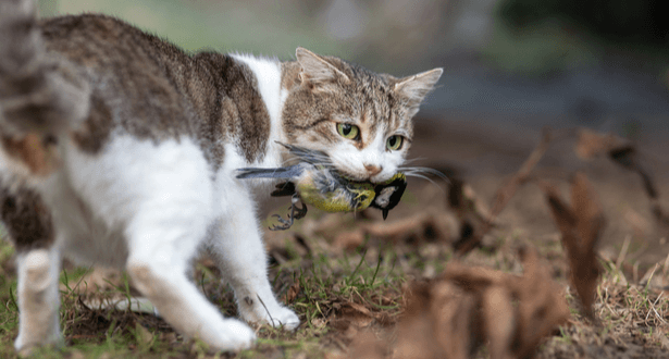 bien s'occuper d'un chat écoresponsable