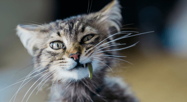 bien s'occuper d'un chat écoresponsable