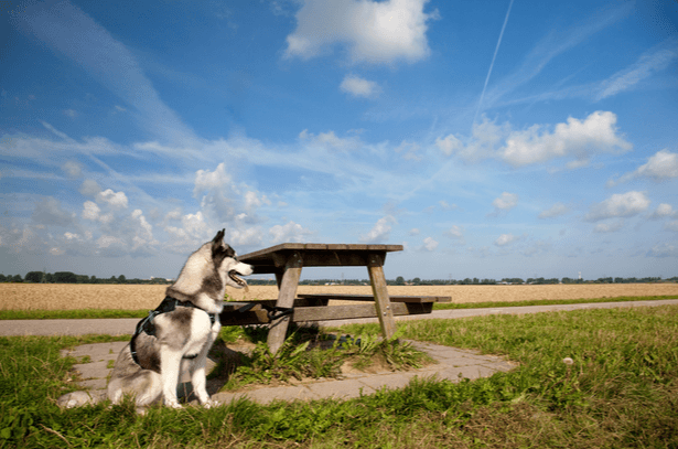 chien abandonne