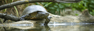 Connaissez-vous la Cistude : une tortue bien de chez nous et bien menacée ?