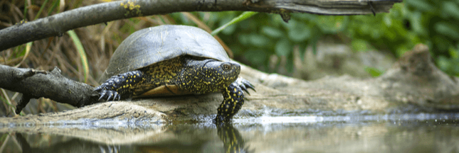 Connaissez-vous la Cistude : une tortue bien de chez nous et bien menacée ?