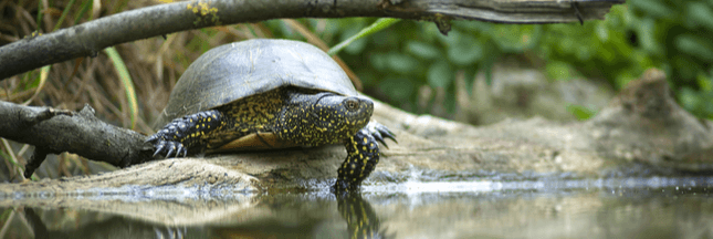 Connaissez-vous la Cistude : une tortue bien de chez nous et bien menacée ?