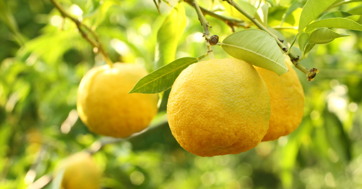 Le citron yuzu, la surprise santé et cuisine du Japon