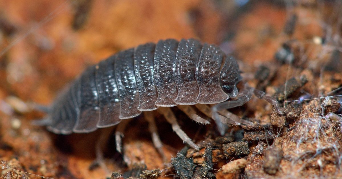 Nos formidables alliés en lutte biologique – Le cloporte !