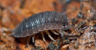 Nos formidables alliés en lutte biologique - Le cloporte ! Nos formidables alliés en lutte biologique - Le cloporte !