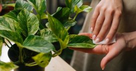 L’astuce naturelle pour faire briller vos plantes vertes
