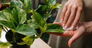L'astuce naturelle pour faire briller vos plantes vertes