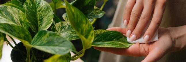 Faire briller et nettoyer les plantes vertes