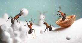 Que deviennent les insectes en hiver ?