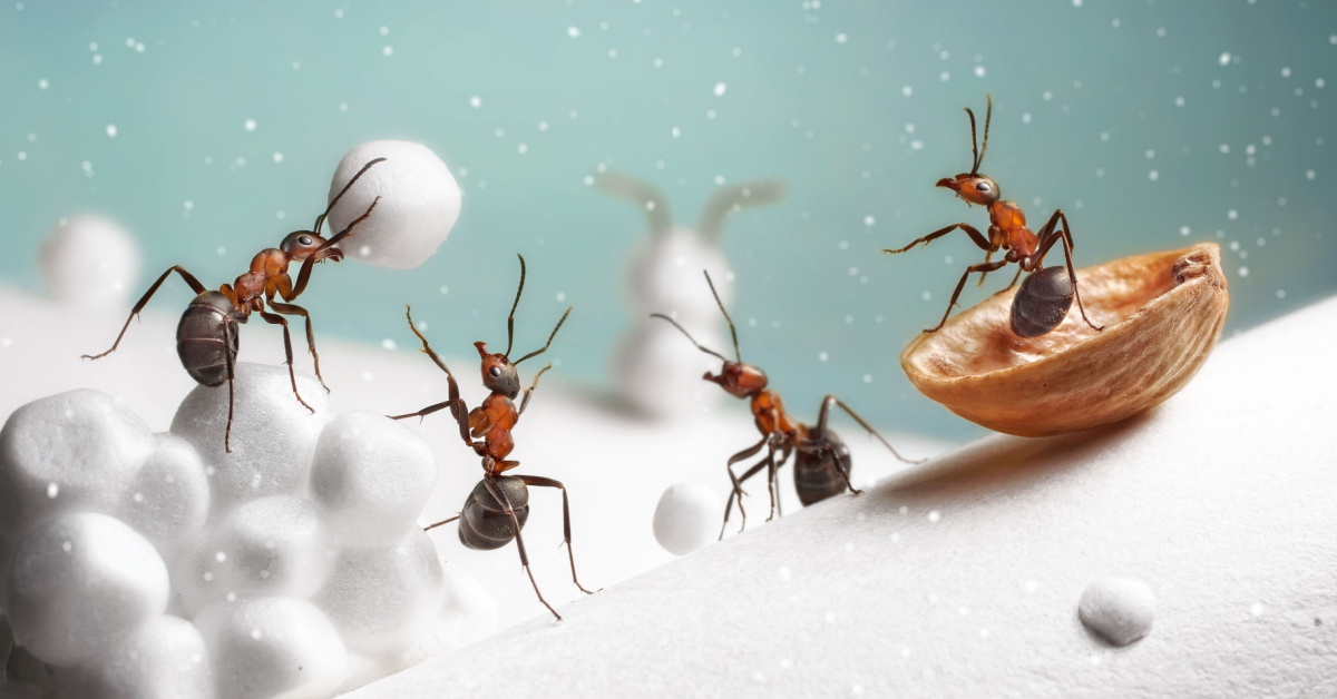 Que deviennent les insectes en hiver ? Que deviennent les insectes en hiver ?