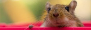 Conseils pour adopter et prendre soin d'une Gerbille