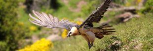 Connaissez-vous le Gypaète barbu : un vautour bien de chez nous et bien menacé ?