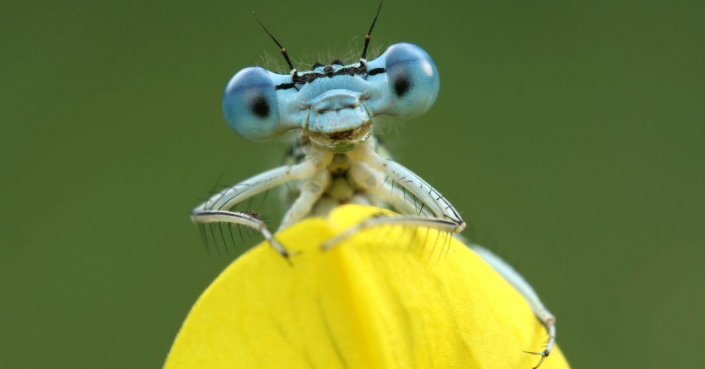 Les insectes sont bel et bien en train de disparaître