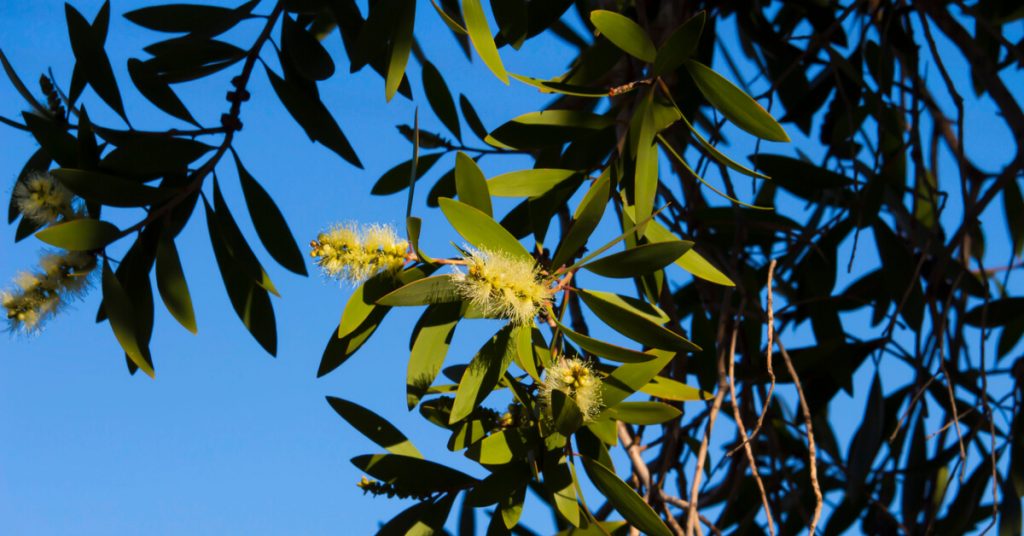 Le niaouli, star des voies respiratoires