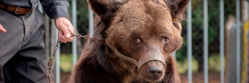Maltraité par ses propriétaires, l’ours Mischa est mort