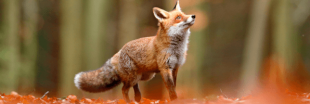 Le renard déclassé de la liste des nuisibles dans 117 communes du Doubs