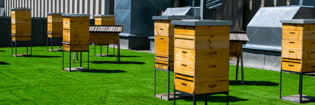 Trop de ruches en ville nuit à la biodiversité des abeilles