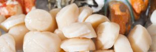 Des noix de Saint-Jacques surgelées gonflées à l'eau