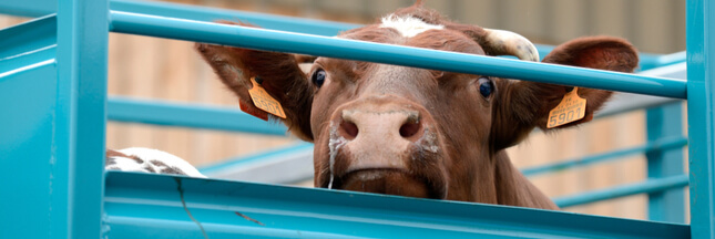 L’enquête choc sur l’abattage de bovins et ovins français à l’export