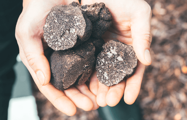 truffes, truffe noire, truffe prix