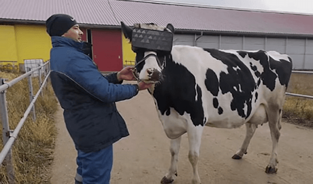 vache realite virtuelle