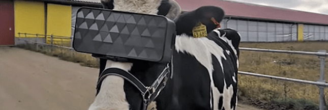 Quand la réalité virtuelle booste la production de lait des vaches