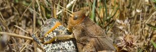Connaissez-vous le Criquet de Crau : un insecte bien de chez nous et bien menacé