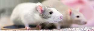 Alimentation, santé, besoins... Tout savoir avant d'adopter un rat