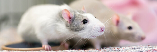 La cage - tout savoir sur le rat domestique