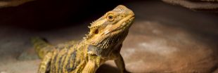 Conseils pour adopter et prendre soin d'un Agame barbu