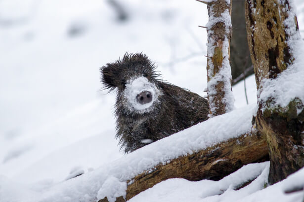 animaux sous la neige