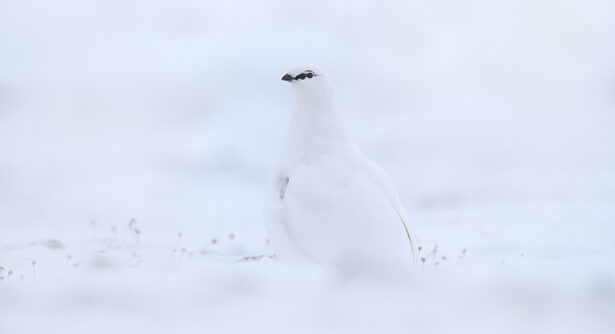 animaux sous la neige