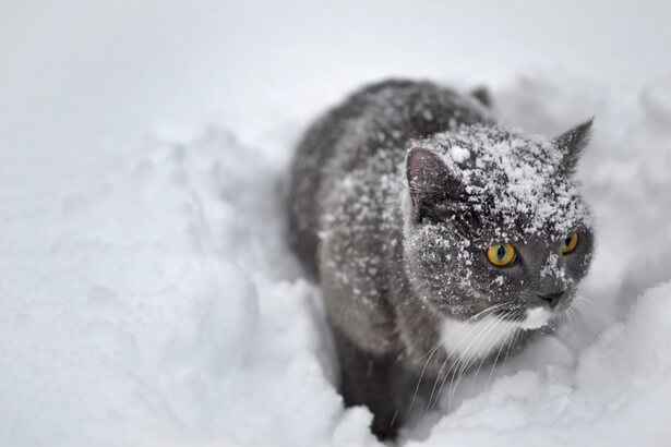 animaux sous la neige